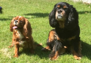 Illustration de l'article : 2 Cavaliers King Charles Spaniel deviennent les héros d'un Lévrier et de ses compagnons en détresse piégés par la marée