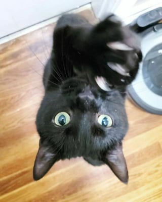 Illustration de l'article : 13 photos d'un chat auquel il est impossible de dire "non" !