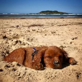 Illustration de l'article : 19 photos de chiens profitant pleinement du soleil et du sable chaud