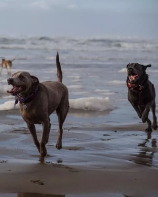 Illustration de l'article : 19 photos de chiens profitant pleinement du soleil et du sable chaud