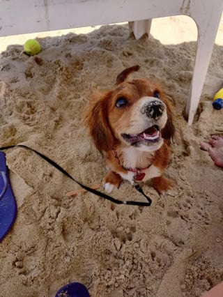 Illustration de l'article : 19 photos de chiens profitant pleinement du soleil et du sable chaud