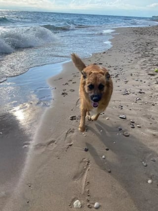 Illustration de l'article : 19 photos de chiens profitant pleinement du soleil et du sable chaud