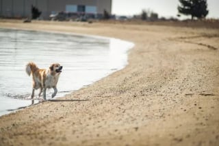 Illustration de l'article : 19 photos de chiens profitant pleinement du soleil et du sable chaud