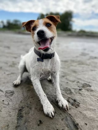 Illustration de l'article : 19 photos de chiens profitant pleinement du soleil et du sable chaud