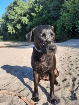 Illustration de l'article : 19 photos de chiens profitant pleinement du soleil et du sable chaud