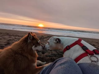 Illustration de l'article : 19 photos de chiens profitant pleinement du soleil et du sable chaud