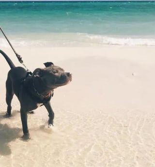 Illustration de l'article : 19 photos de chiens profitant pleinement du soleil et du sable chaud