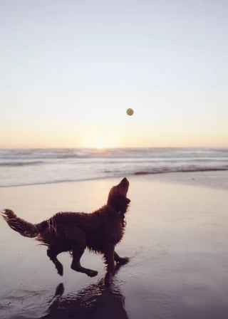 Illustration de l'article : 19 photos de chiens profitant pleinement du soleil et du sable chaud