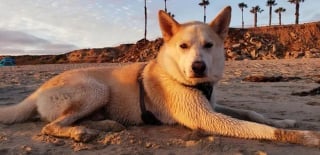 Illustration de l'article : 19 photos de chiens profitant pleinement du soleil et du sable chaud