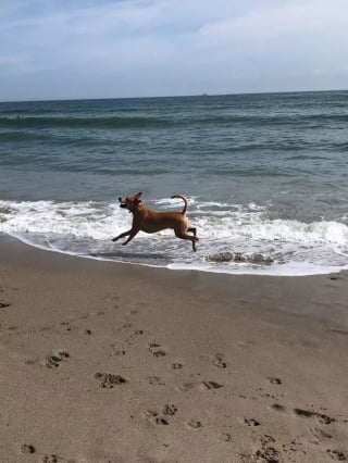 Illustration de l'article : 19 photos de chiens profitant pleinement du soleil et du sable chaud