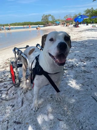 Illustration de l'article : 19 photos de chiens profitant pleinement du soleil et du sable chaud