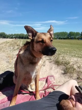 Illustration de l'article : 19 photos de chiens profitant pleinement du soleil et du sable chaud