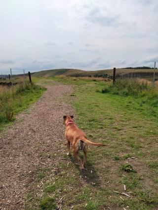 Illustration de l'article : Atteint d'une maladie en phase terminale, un chien est adopté par un couple qui décide de le combler d'amour jusqu'à son dernier souffle