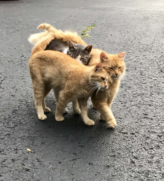 Illustration de l'article : En achetant une vieille ferme, un couple découvre 15 chats. Sa réaction est admirable ! (Vidéo)