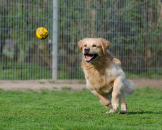 Illustration de l'article : Un jeune chien passe 3 jours en soins intensifs après avoir joué avec un bâton dans son jardin