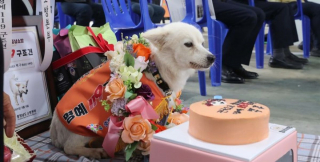 Illustration de l'article : Une femme de 90 ans survit grâce à son petit chien, une cérémonie lui est consacrée pour le remercier