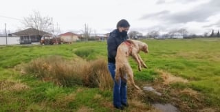 Illustration de l'article : Des sauveteurs trouvent un chien de chasse gravement blessé et abandonné dans un champ (vidéo)