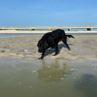 Illustration de l'article : 20 photos documentant la merveilleuse journée à la plage de 2 chiens adoptés par un couple