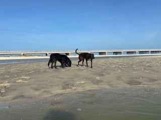 Illustration de l'article : 20 photos documentant la merveilleuse journée à la plage de 2 chiens adoptés par un couple