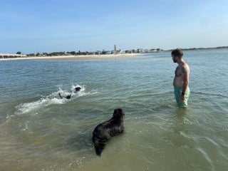 Illustration de l'article : 20 photos documentant la merveilleuse journée à la plage de 2 chiens adoptés par un couple