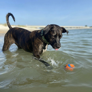 Illustration de l'article : 20 photos documentant la merveilleuse journée à la plage de 2 chiens adoptés par un couple