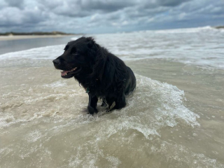 Illustration de l'article : 20 photos documentant la merveilleuse journée à la plage de 2 chiens adoptés par un couple