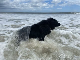 Illustration de l'article : 20 photos documentant la merveilleuse journée à la plage de 2 chiens adoptés par un couple