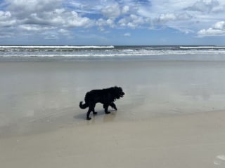 Illustration de l'article : 20 photos documentant la merveilleuse journée à la plage de 2 chiens adoptés par un couple