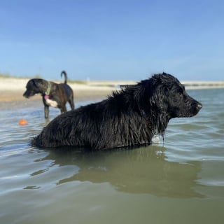 Illustration de l'article : 20 photos documentant la merveilleuse journée à la plage de 2 chiens adoptés par un couple