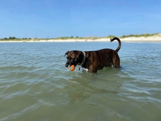 Illustration de l'article : 20 photos documentant la merveilleuse journée à la plage de 2 chiens adoptés par un couple