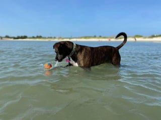 Illustration de l'article : 20 photos documentant la merveilleuse journée à la plage de 2 chiens adoptés par un couple