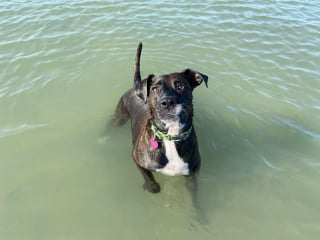 Illustration de l'article : 20 photos documentant la merveilleuse journée à la plage de 2 chiens adoptés par un couple