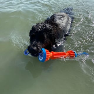 Illustration de l'article : 20 photos documentant la merveilleuse journée à la plage de 2 chiens adoptés par un couple