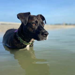 Illustration de l'article : 20 photos documentant la merveilleuse journée à la plage de 2 chiens adoptés par un couple