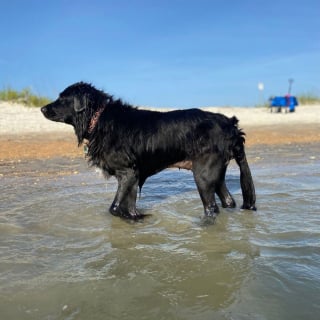 Illustration de l'article : 20 photos documentant la merveilleuse journée à la plage de 2 chiens adoptés par un couple