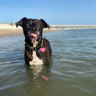 Illustration de l'article : 20 photos documentant la merveilleuse journée à la plage de 2 chiens adoptés par un couple