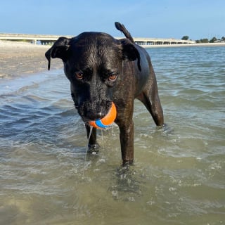 Illustration de l'article : 20 photos documentant la merveilleuse journée à la plage de 2 chiens adoptés par un couple