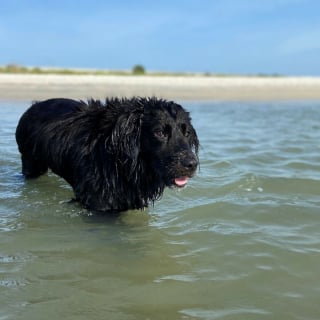 Illustration de l'article : 20 photos documentant la merveilleuse journée à la plage de 2 chiens adoptés par un couple