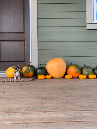 Illustration de l'article : 20 photos de Chihuahuas pour lesquels chaque jour est synonyme de dolce vita