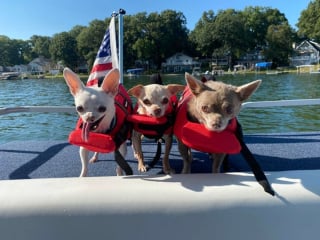 Illustration de l'article : 20 photos de Chihuahuas pour lesquels chaque jour est synonyme de dolce vita