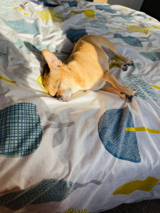 Illustration de l'article : 20 photos de Chihuahuas pour lesquels chaque jour est synonyme de dolce vita