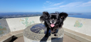 Illustration de l'article : 20 photos de Chihuahuas pour lesquels chaque jour est synonyme de dolce vita