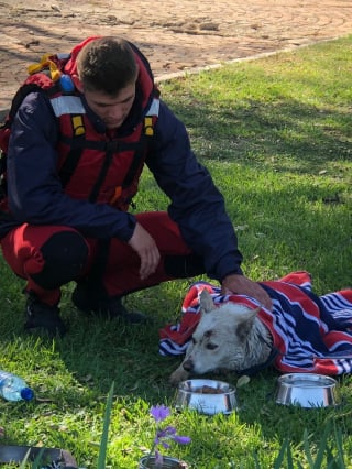 Illustration de l'article : Une équipe de secours et des passants se mobilisent pour sauver un chien épuisé nageant à proximité d'un barrage