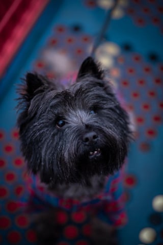 Illustration de l'article : 20 photos de Cairn Terrier, un petit chien joueur, vif et joyeux 