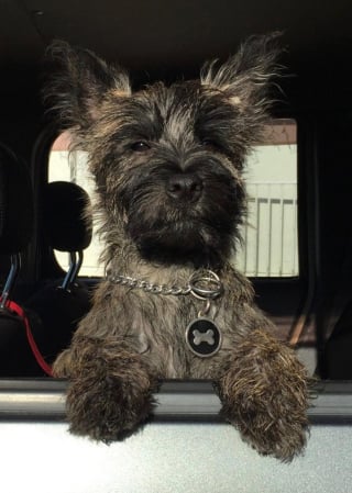 Illustration de l'article : 20 photos de Cairn Terrier, un petit chien joueur, vif et joyeux 