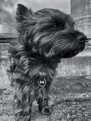 Illustration de l'article : 20 photos de Cairn Terrier, un petit chien joueur, vif et joyeux 