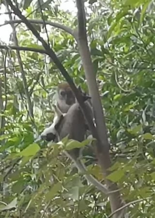 Illustration de l'article : Un singe kidnappe et prend en otage un chiot pendant 3 jours, des habitants tentent de le secourir (vidéo)