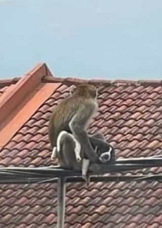 Illustration de l'article : Un singe kidnappe et prend en otage un chiot pendant 3 jours, des habitants tentent de le secourir (vidéo)