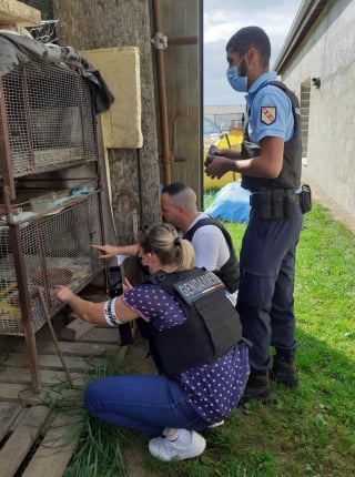 Illustration de l'article : La SPA met fin au calvaire de 9 chats enfermés dans des cages durant 7 ans. Une enquête est ouverte