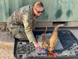 Illustration de l'article : Une militaire lance un appel à l'aide pour rapatrier une chatte errante et ses chatons qu'elle a soignés lors d'une mission